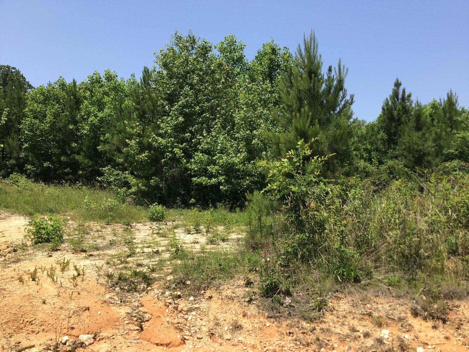 Image for 436 acres in Randolph County Divided into multiple tracts w/a portion selling absolute! This is an online / live / simulcast event!