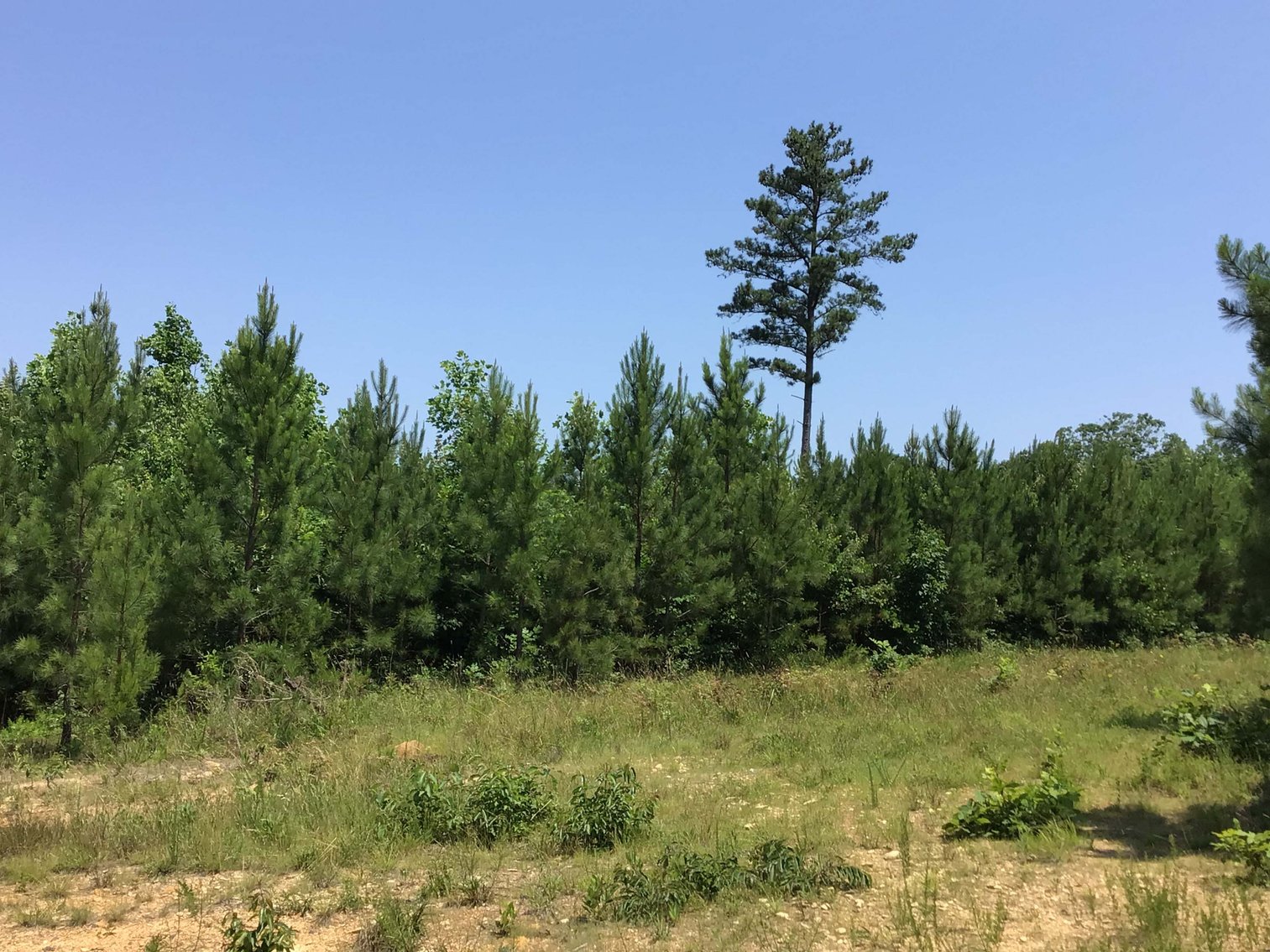 Image for 436 acres in Randolph County Divided into multiple tracts w/a portion selling absolute! This is an online / live / simulcast event!