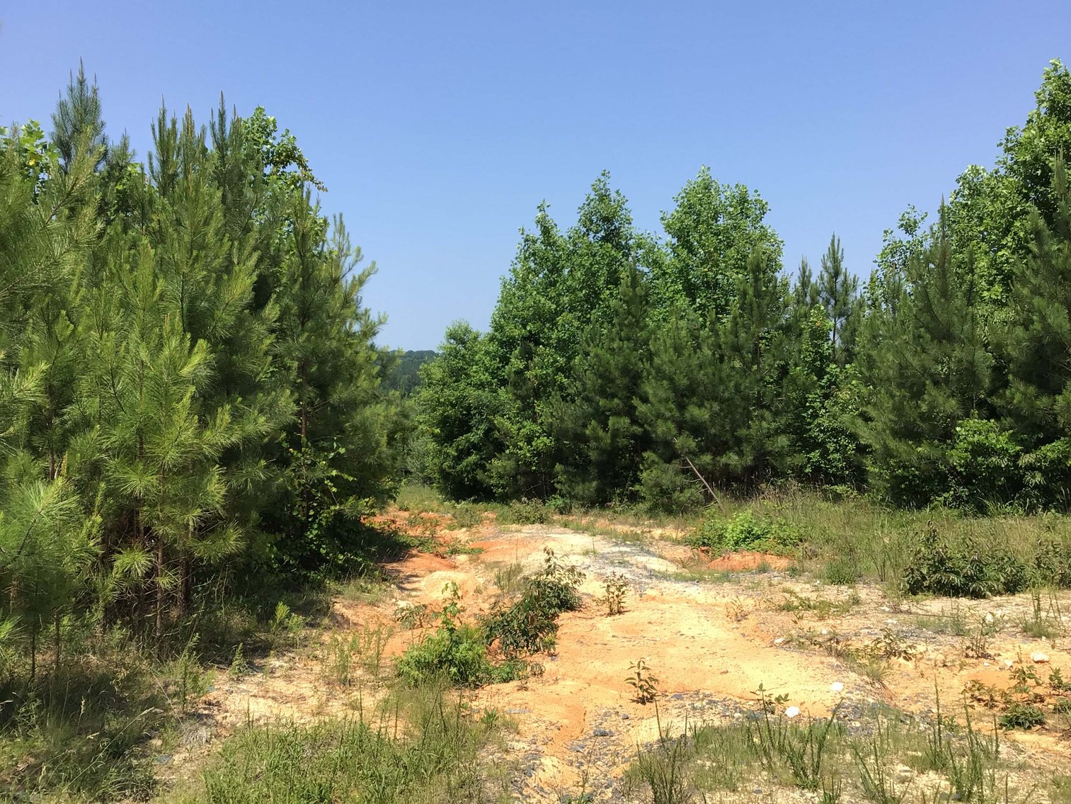 Image for 436 acres in Randolph County Divided into multiple tracts w/a portion selling absolute! This is an online / live / simulcast event!