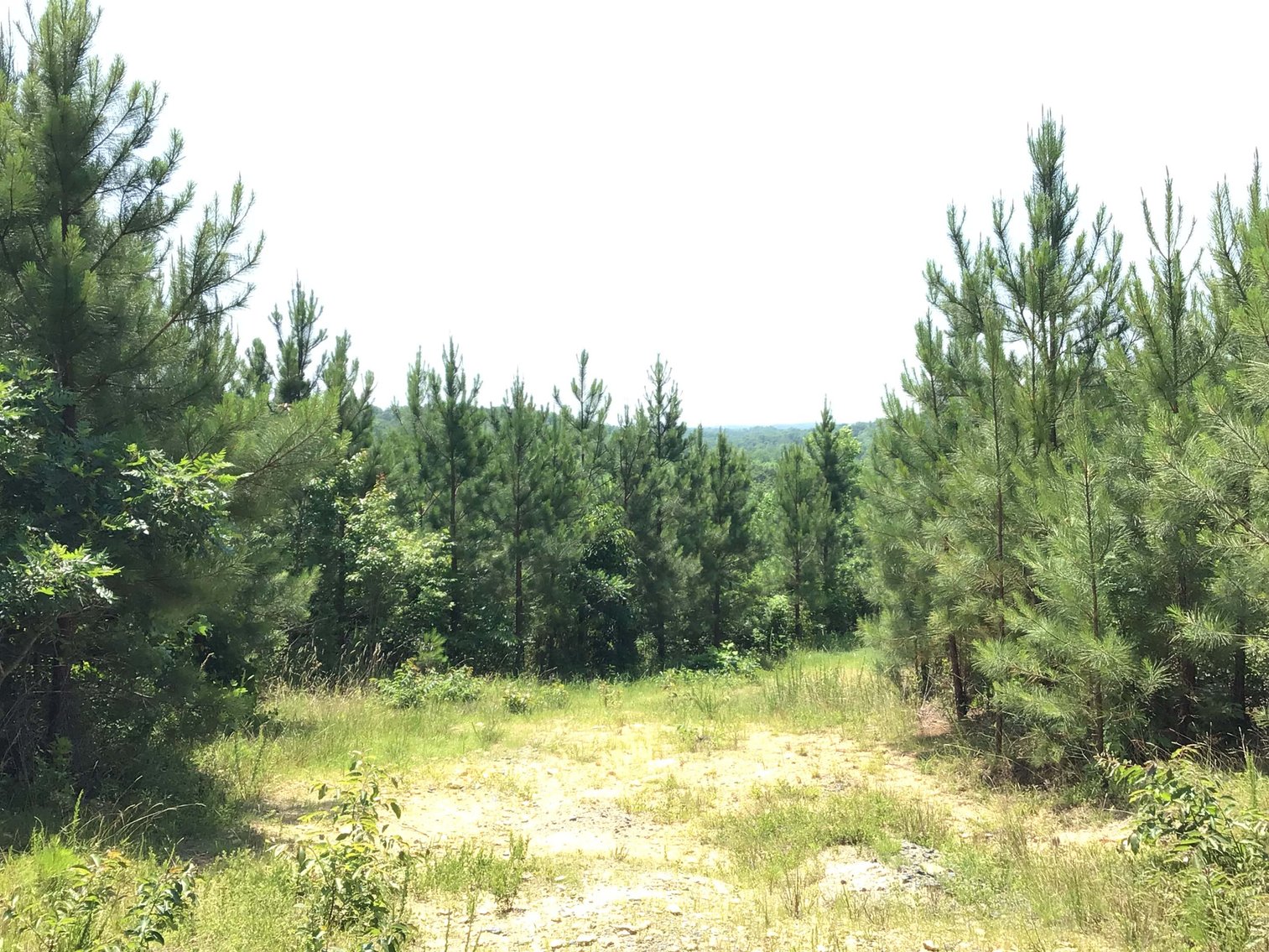 Image for 436 acres in Randolph County Divided into multiple tracts w/a portion selling absolute! This is an online / live / simulcast event!