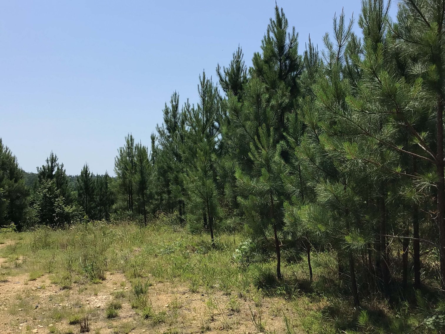 Image for 436 acres in Randolph County Divided into multiple tracts w/a portion selling absolute! This is an online / live / simulcast event!