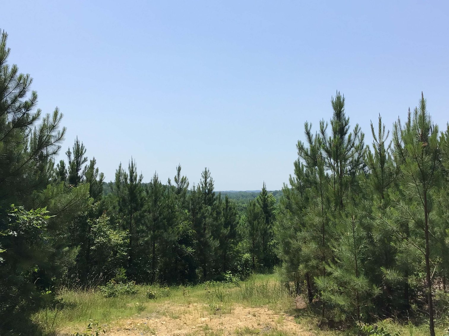 Image for 436 acres in Randolph County Divided into multiple tracts w/a portion selling absolute! This is an online / live / simulcast event!