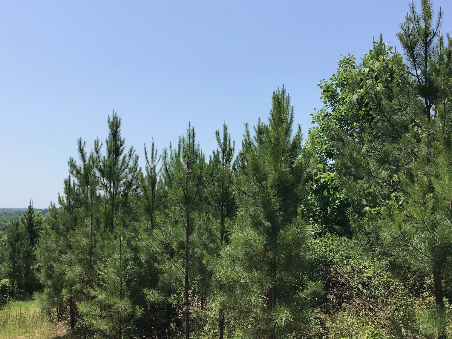 Image for 436 acres in Randolph County Divided into multiple tracts w/a portion selling absolute! This is an online / live / simulcast event!
