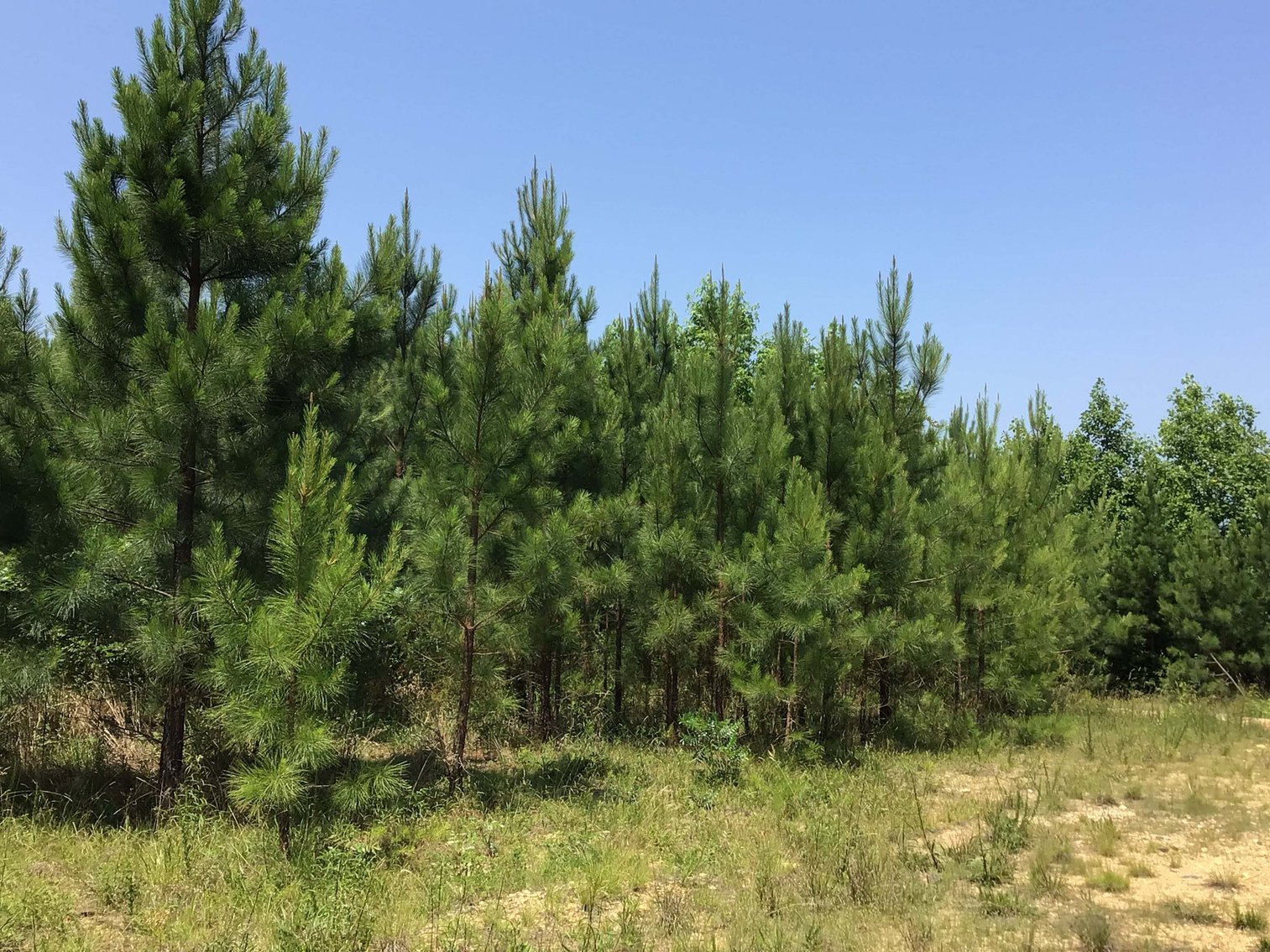 Image for 436 acres in Randolph County Divided into multiple tracts w/a portion selling absolute! This is an online / live / simulcast event!