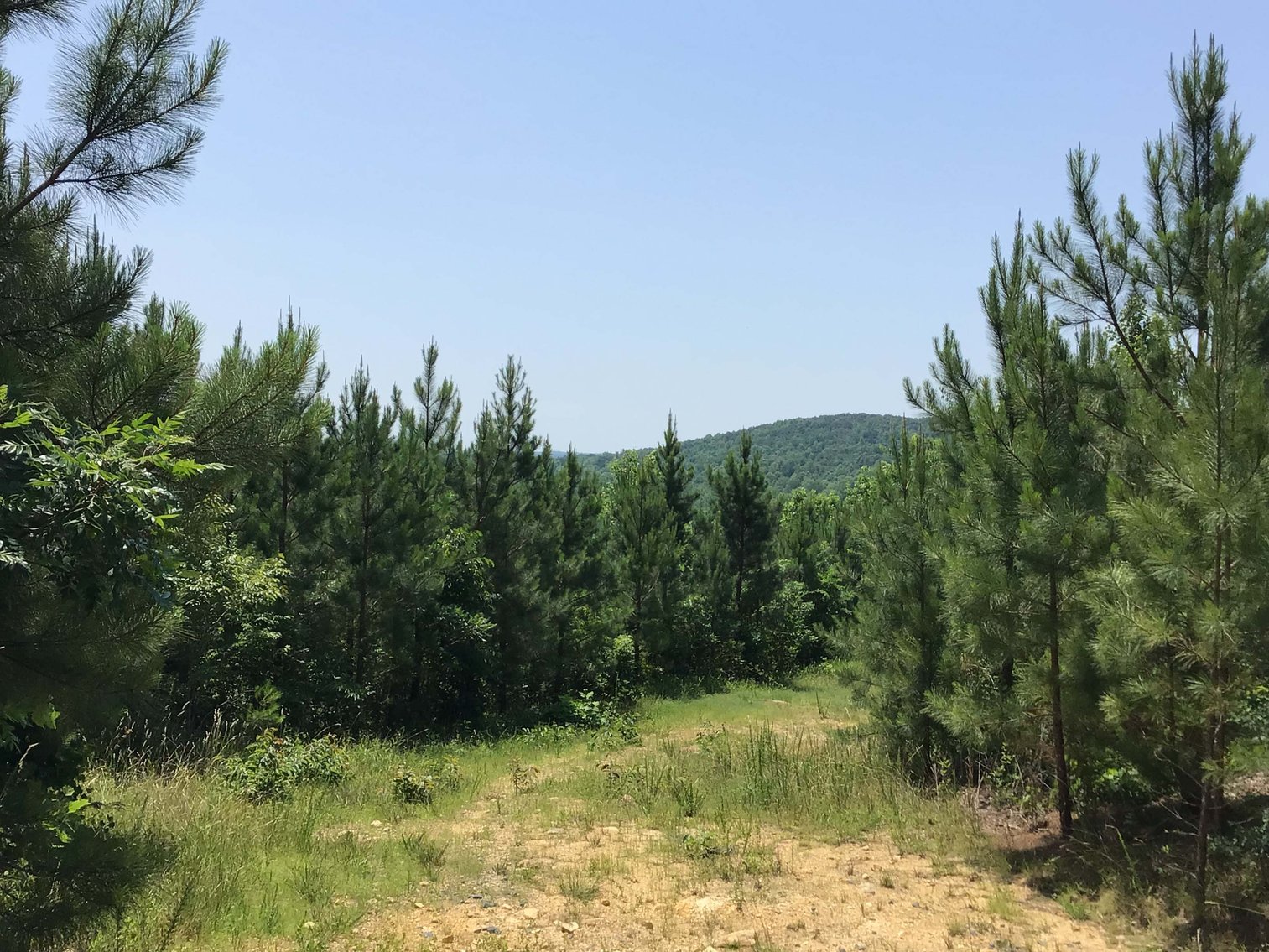 Image for 436 acres in Randolph County Divided into multiple tracts w/a portion selling absolute! This is an online / live / simulcast event!