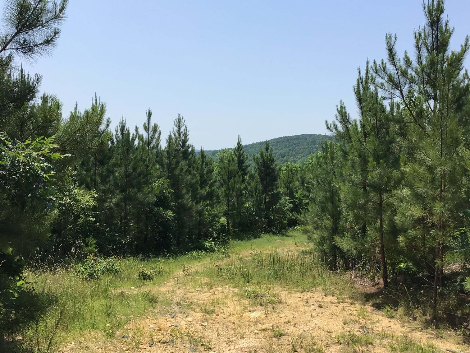 Image for 436 acres in Randolph County Divided into multiple tracts w/a portion selling absolute! This is an online / live / simulcast event!