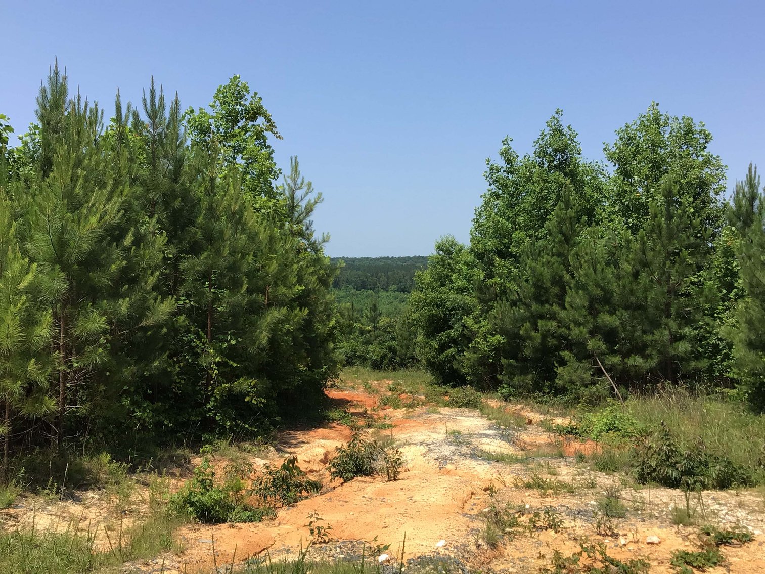 Image for 436 acres in Randolph County Divided into multiple tracts w/a portion selling absolute! This is an online / live / simulcast event!