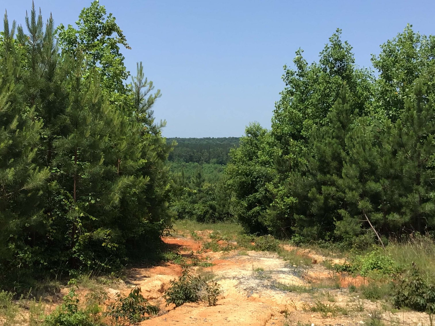 Image for 436 acres in Randolph County Divided into multiple tracts w/a portion selling absolute! This is an online / live / simulcast event!