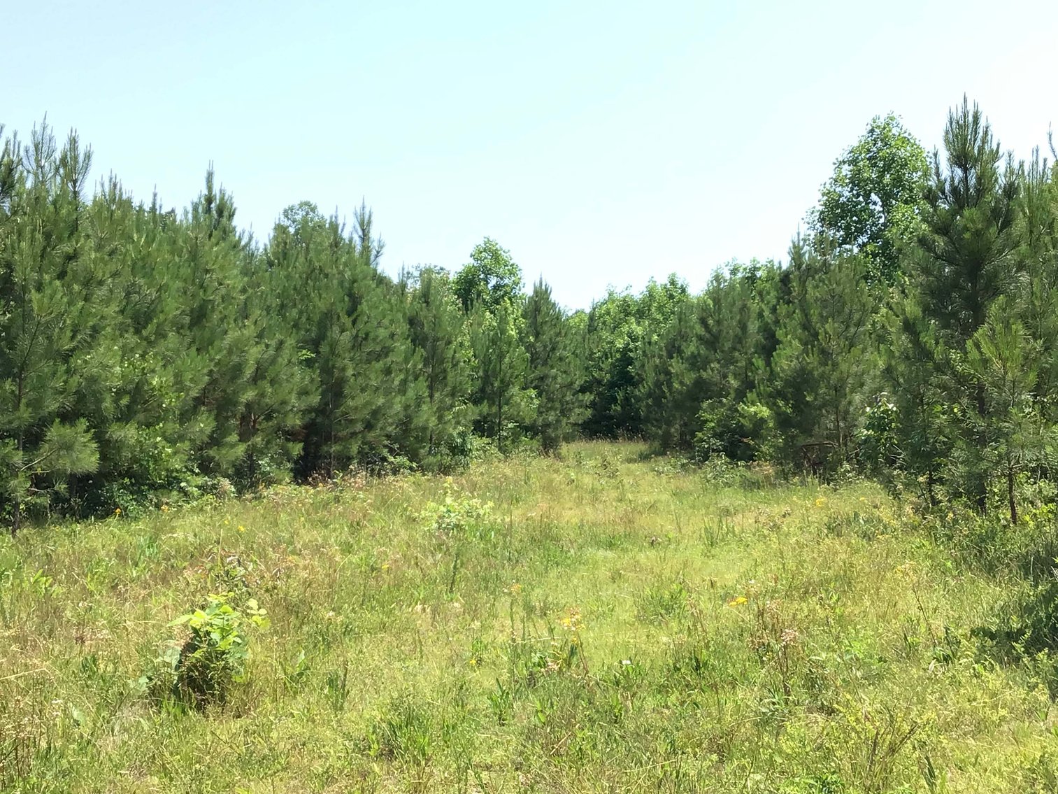 Image for 436 acres in Randolph County Divided into multiple tracts w/a portion selling absolute! This is an online / live / simulcast event!
