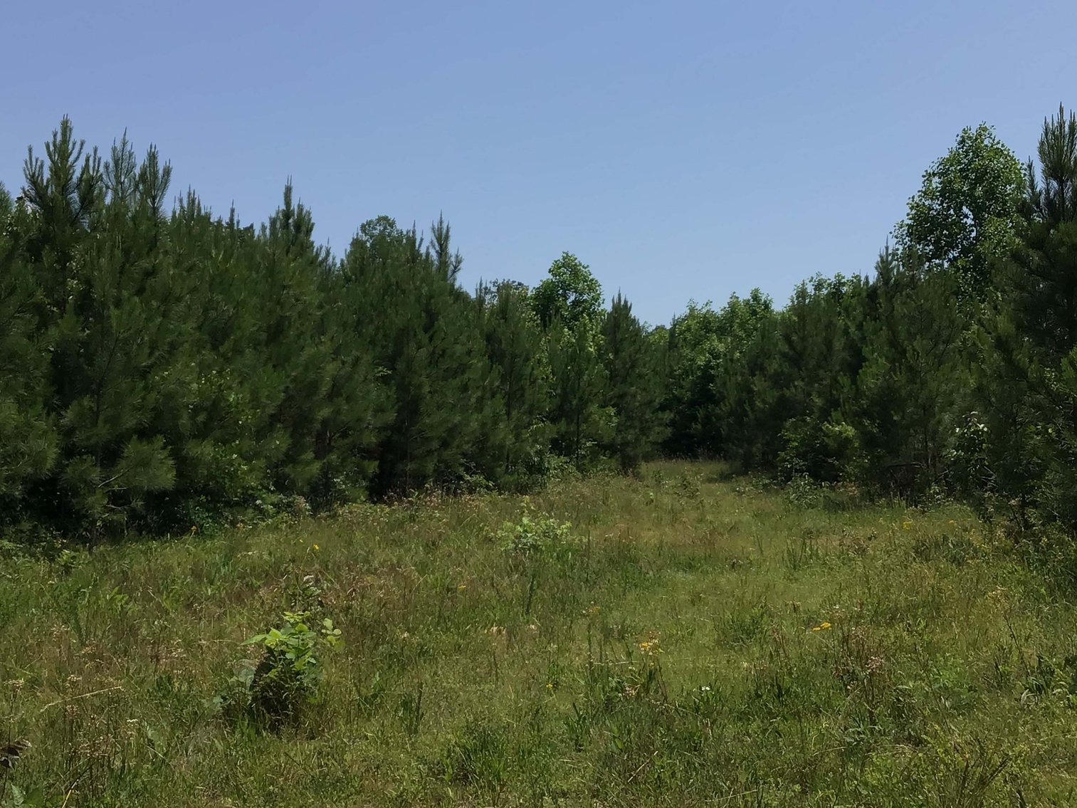 Image for 436 acres in Randolph County Divided into multiple tracts w/a portion selling absolute! This is an online / live / simulcast event!