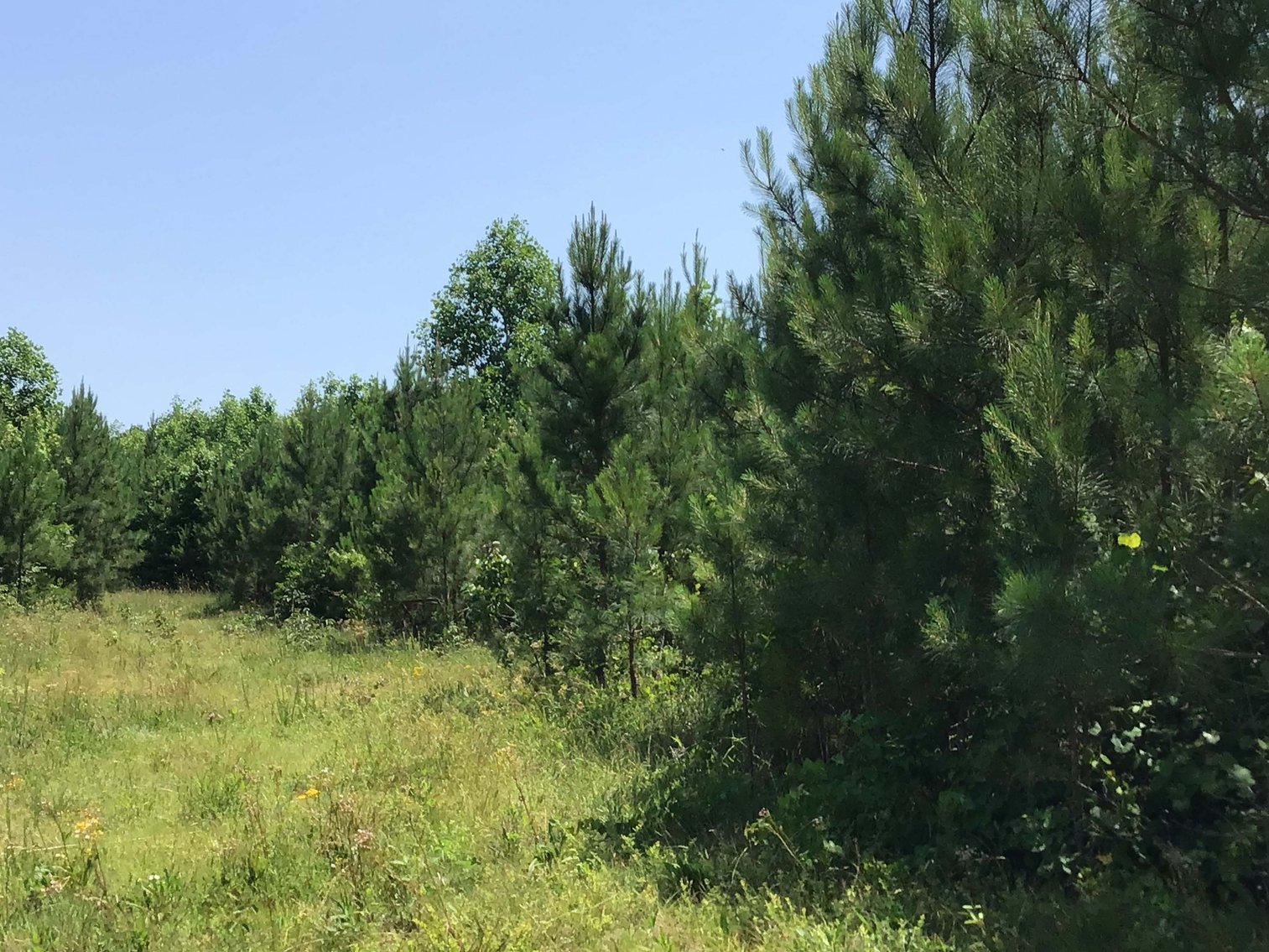 Image for 436 acres in Randolph County Divided into multiple tracts w/a portion selling absolute! This is an online / live / simulcast event!