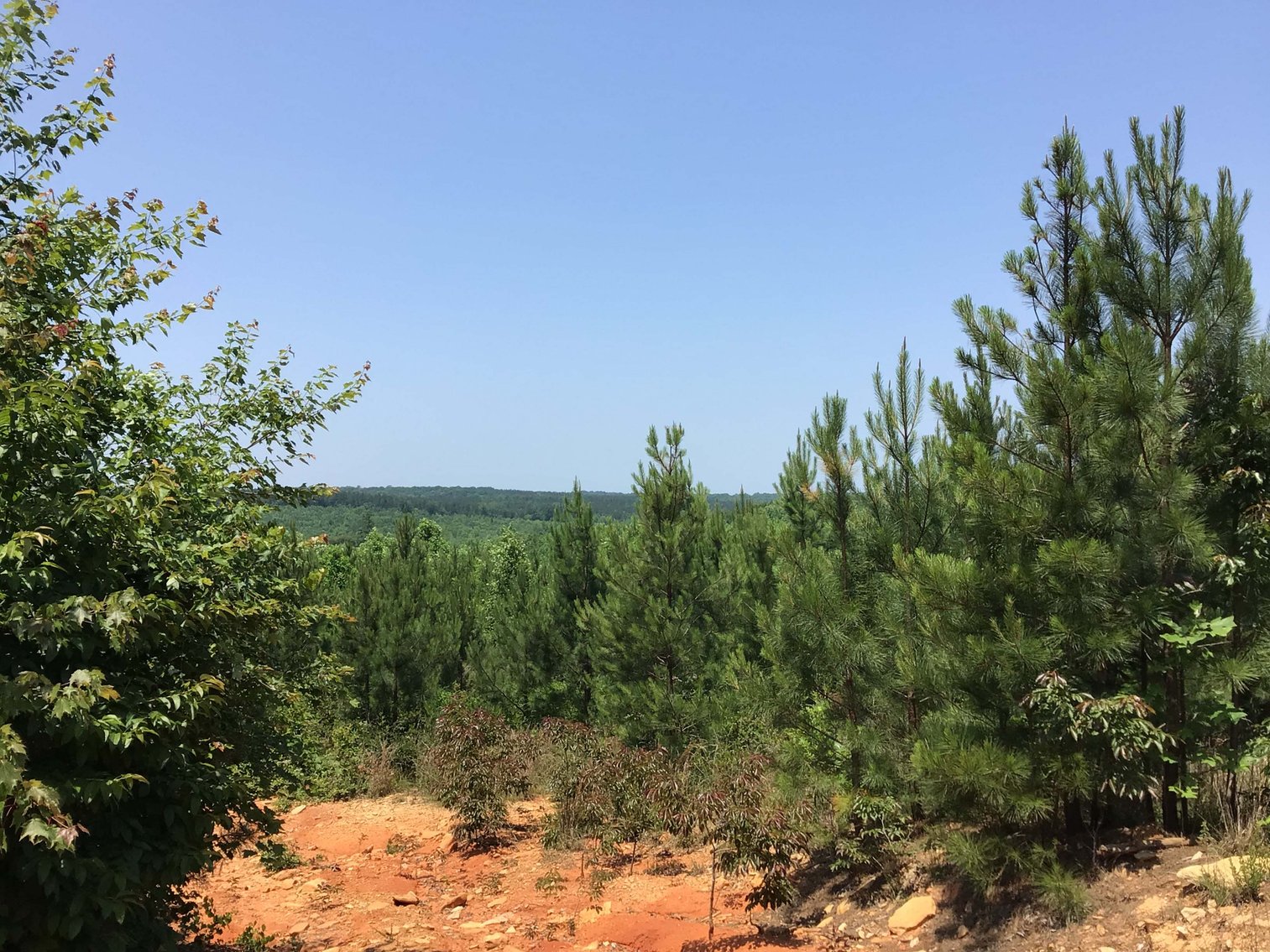 Image for 436 acres in Randolph County Divided into multiple tracts w/a portion selling absolute! This is an online / live / simulcast event!