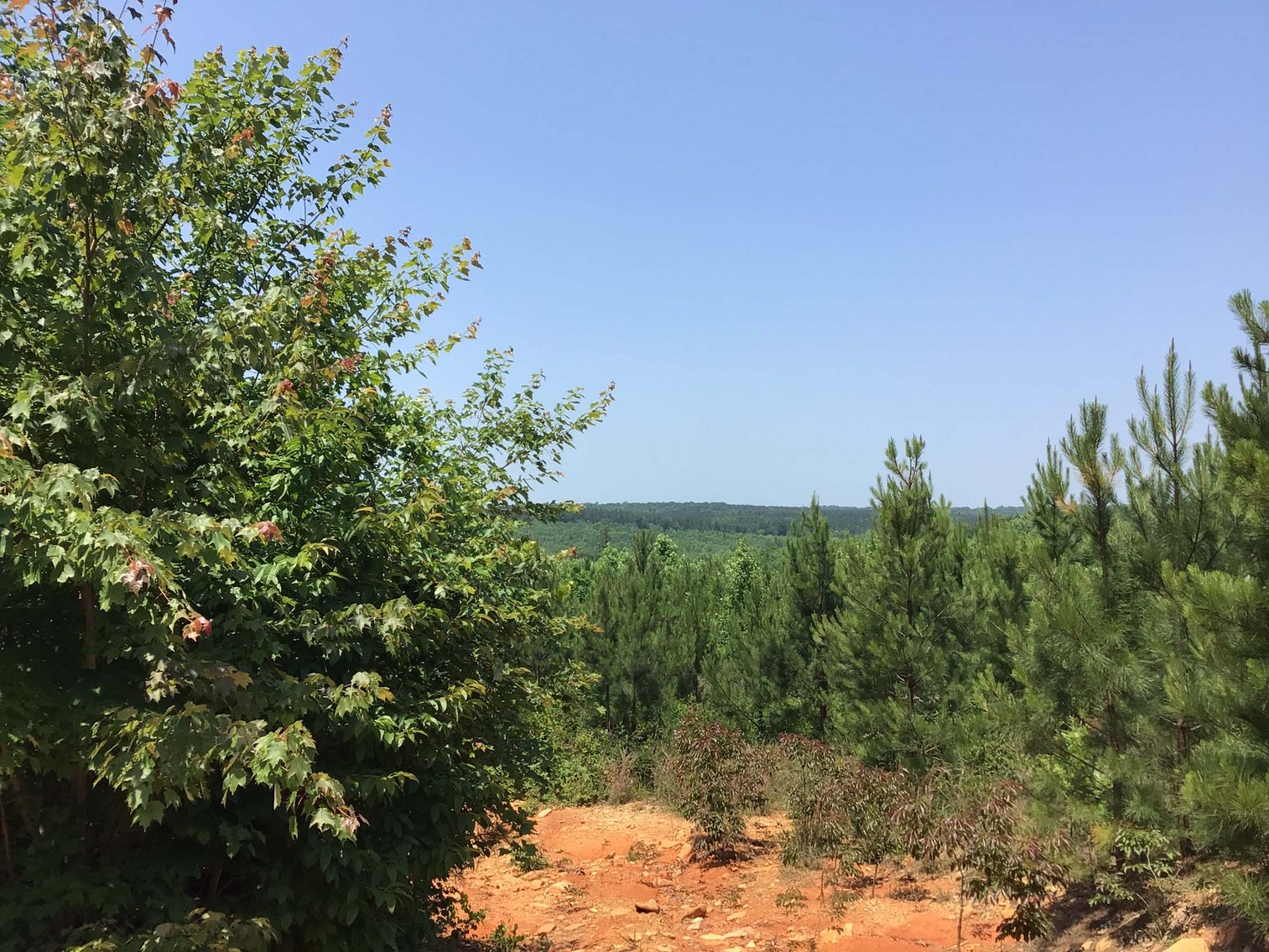 Image for 436 acres in Randolph County Divided into multiple tracts w/a portion selling absolute! This is an online / live / simulcast event!