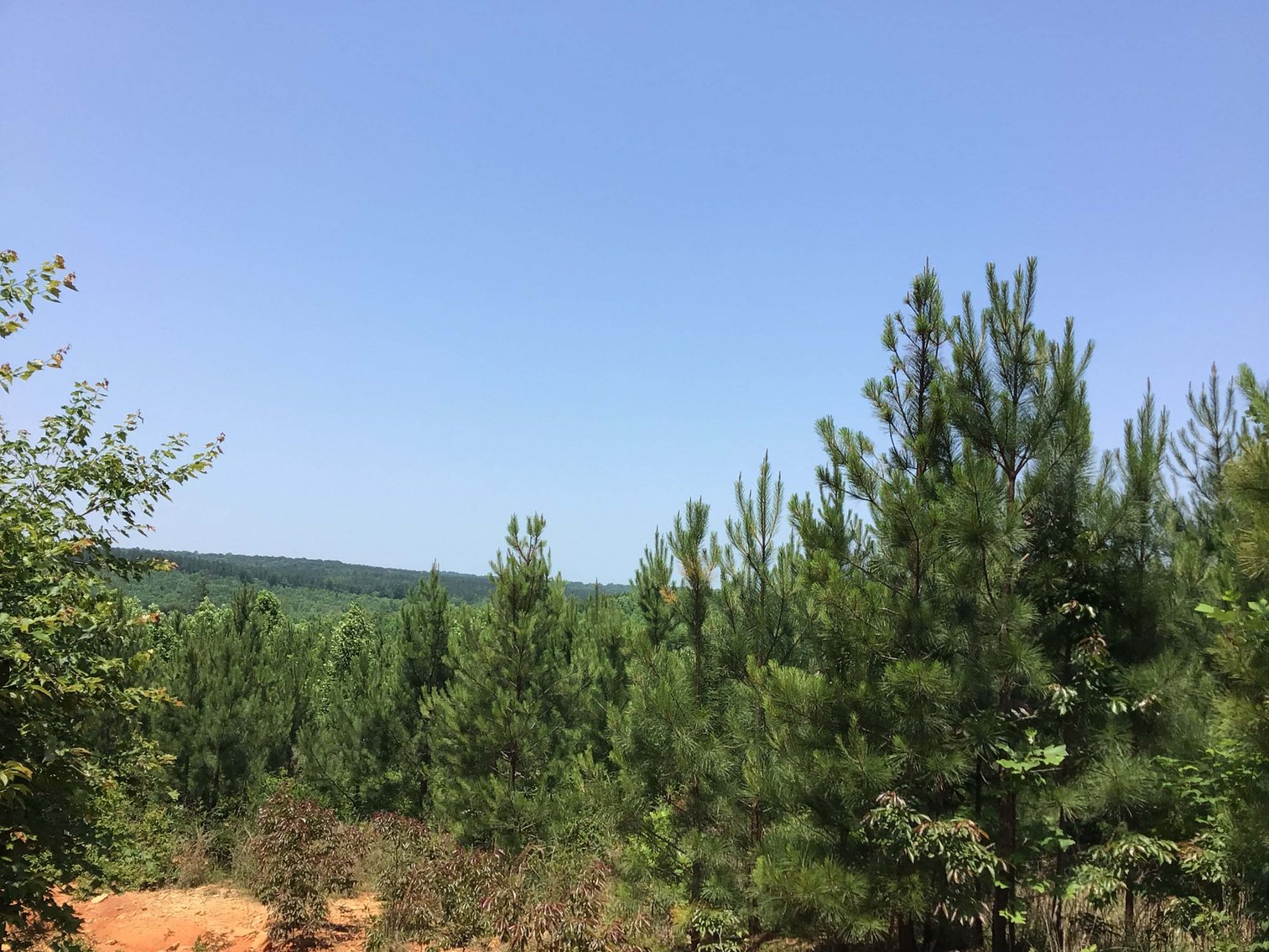 Image for 436 acres in Randolph County Divided into multiple tracts w/a portion selling absolute! This is an online / live / simulcast event!