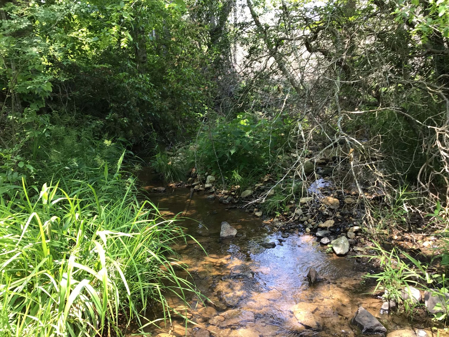 Image for 436 acres in Randolph County Divided into multiple tracts w/a portion selling absolute! This is an online / live / simulcast event!