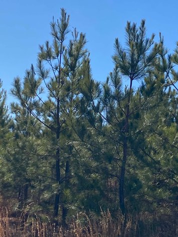 Image for 436 acres in Randolph County Divided into multiple tracts w/a portion selling absolute! This is an online / live / simulcast event!