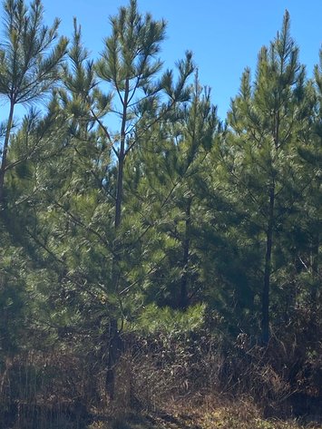 Image for 436 acres in Randolph County Divided into multiple tracts w/a portion selling absolute! This is an online / live / simulcast event!