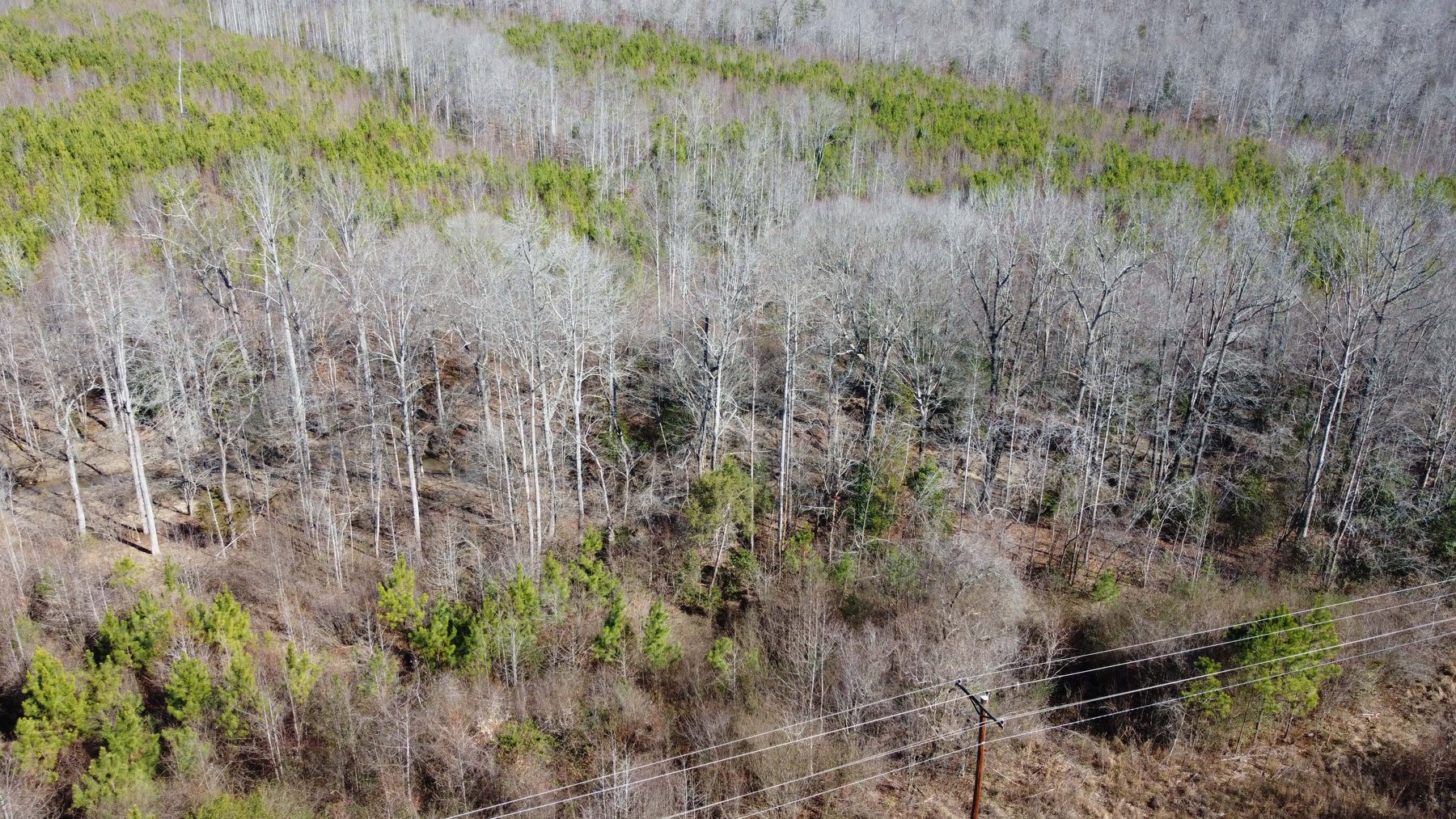 Image for 436 acres in Randolph County Divided into multiple tracts w/a portion selling absolute! This is an online / live / simulcast event!