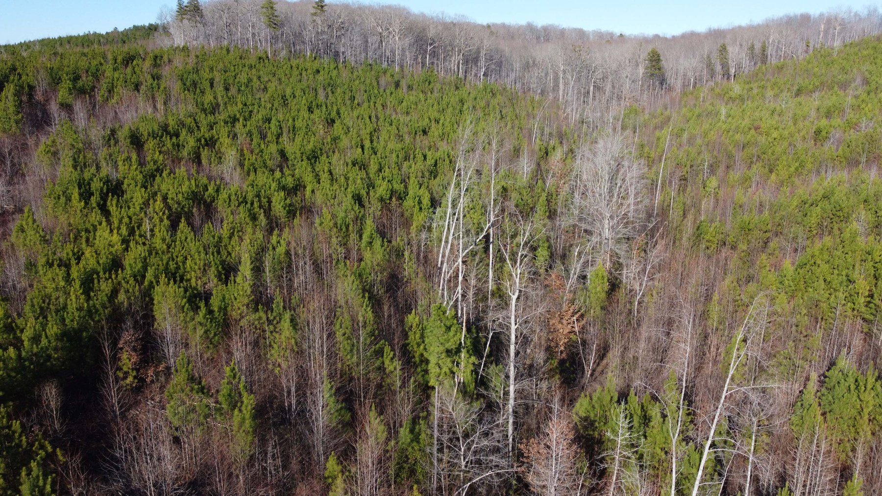 Image for 436 acres in Randolph County Divided into multiple tracts w/a portion selling absolute! This is an online / live / simulcast event!