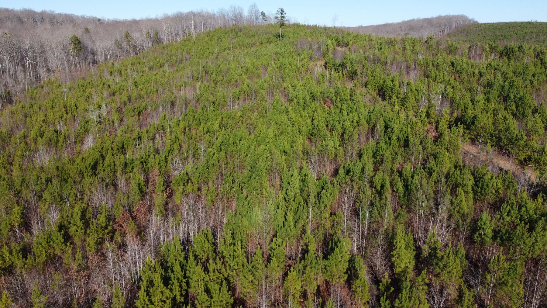 Image for 436 acres in Randolph County Divided into multiple tracts w/a portion selling absolute! This is an online / live / simulcast event!