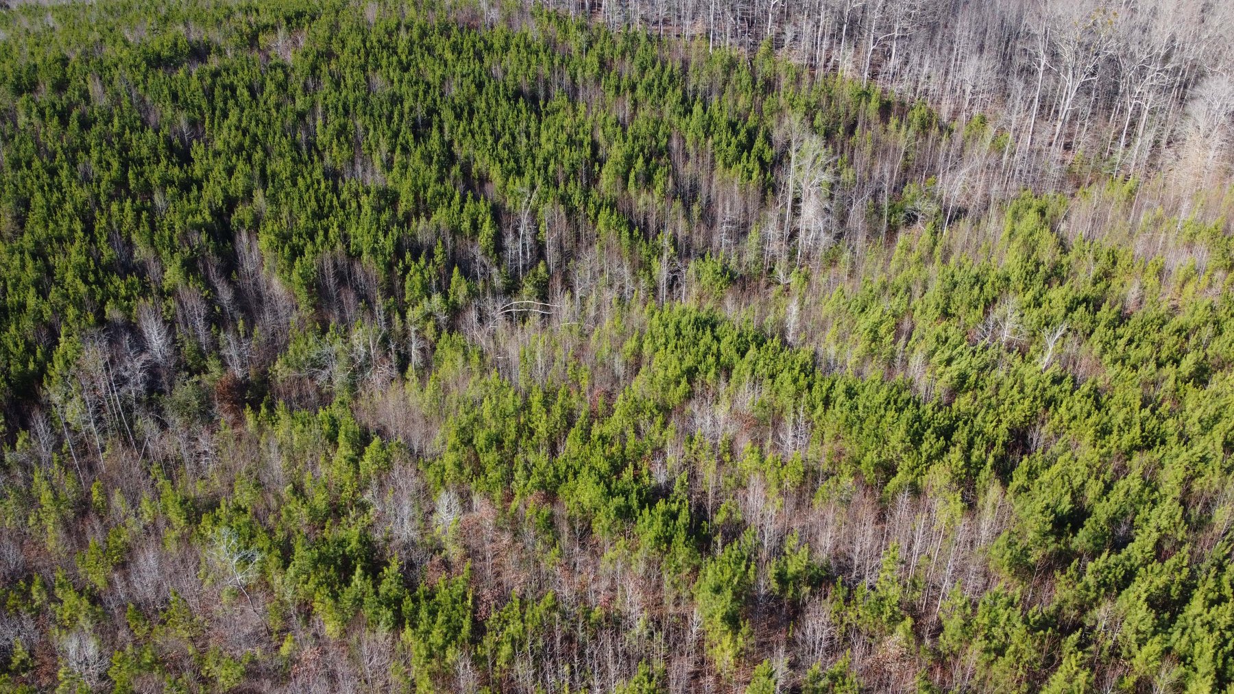 Image for 436 acres in Randolph County Divided into multiple tracts w/a portion selling absolute! This is an online / live / simulcast event!