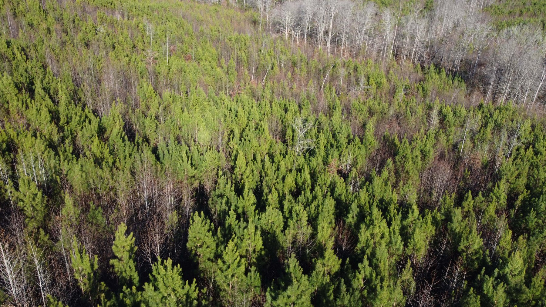 Image for 436 acres in Randolph County Divided into multiple tracts w/a portion selling absolute! This is an online / live / simulcast event!
