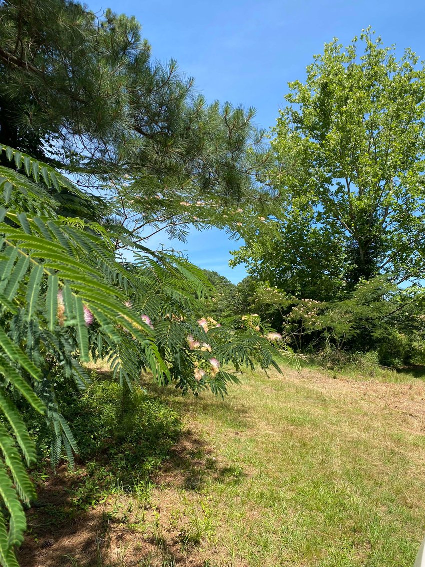 Image for 68+ Acres divided into 8 tracts being sold at Absolute Auction in Southern Harnett County!