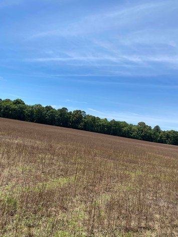 Image for 68+ Acres divided into 8 tracts being sold at Absolute Auction in Southern Harnett County!