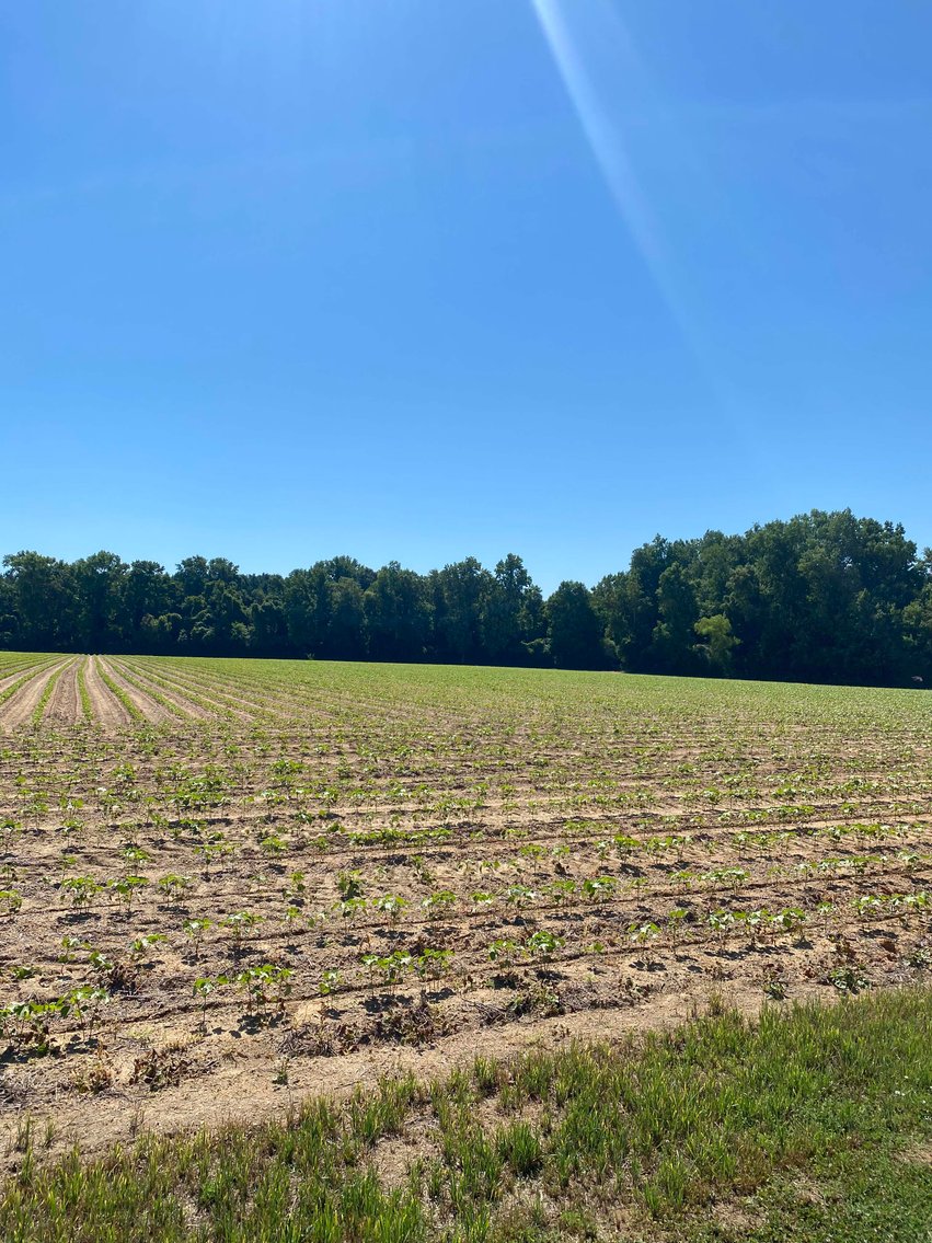 Image for Multiple Tracts offered throughout Harnett County at Absolute Auction!