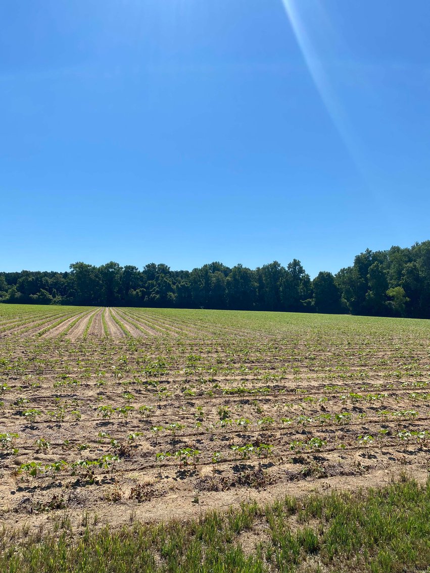 Image for Multiple Tracts offered throughout Harnett County at Absolute Auction!