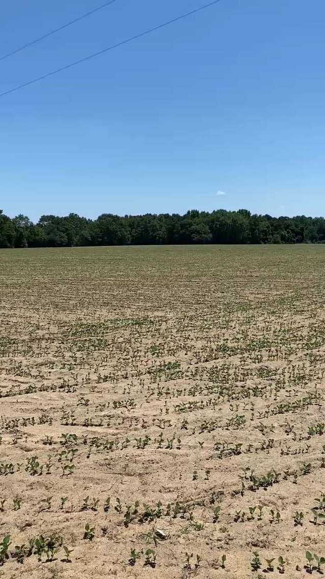 Image for Multiple Tracts offered throughout Harnett County at Absolute Auction!