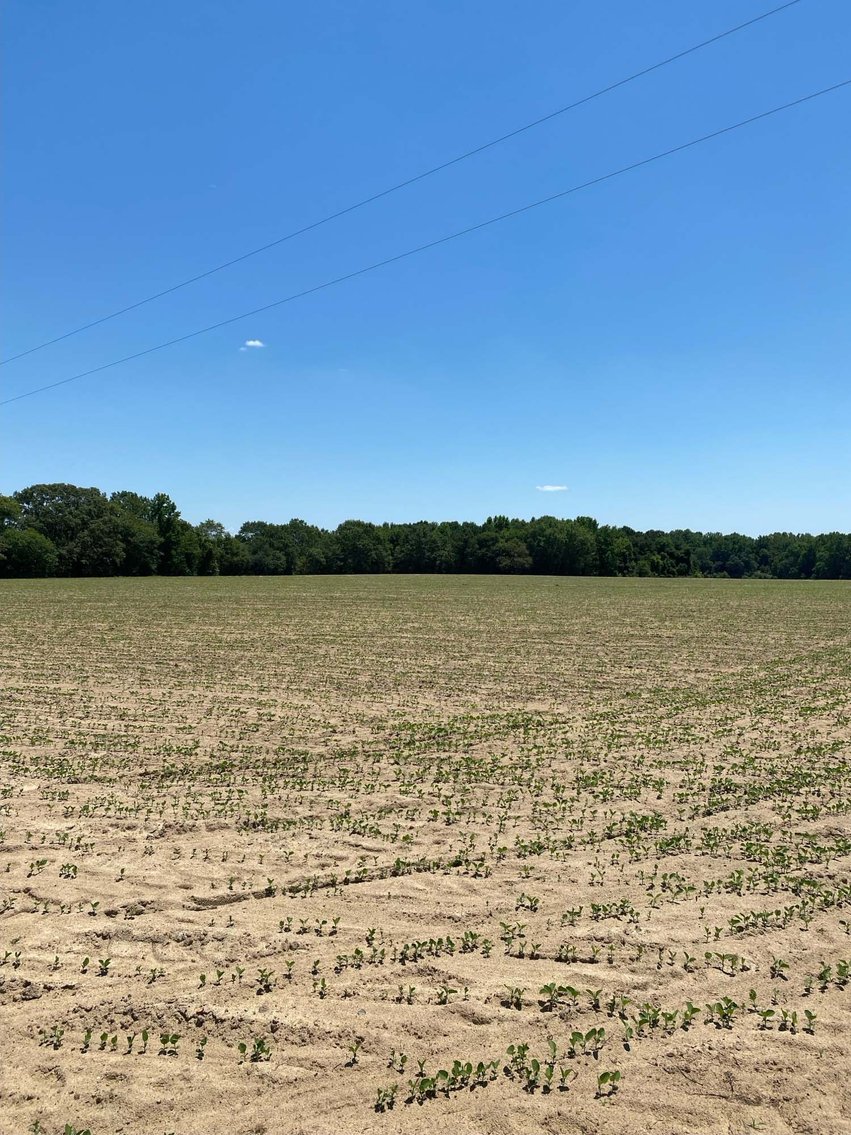 Image for Multiple Tracts offered throughout Harnett County at Absolute Auction!