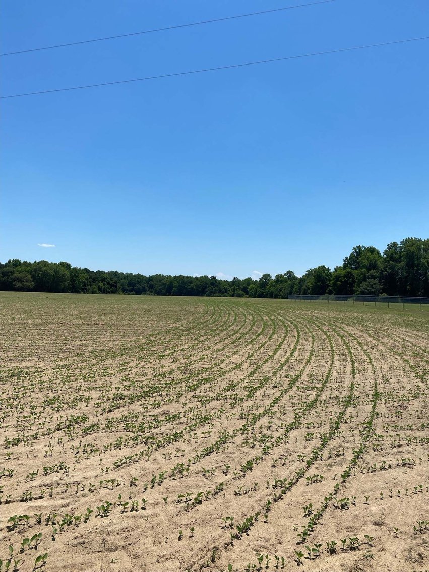 Image for Multiple Tracts offered throughout Harnett County at Absolute Auction!