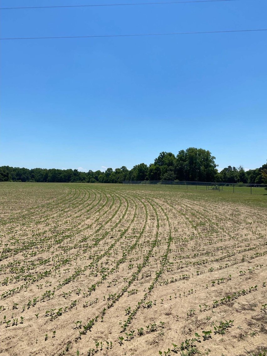 Image for Multiple Tracts offered throughout Harnett County at Absolute Auction!