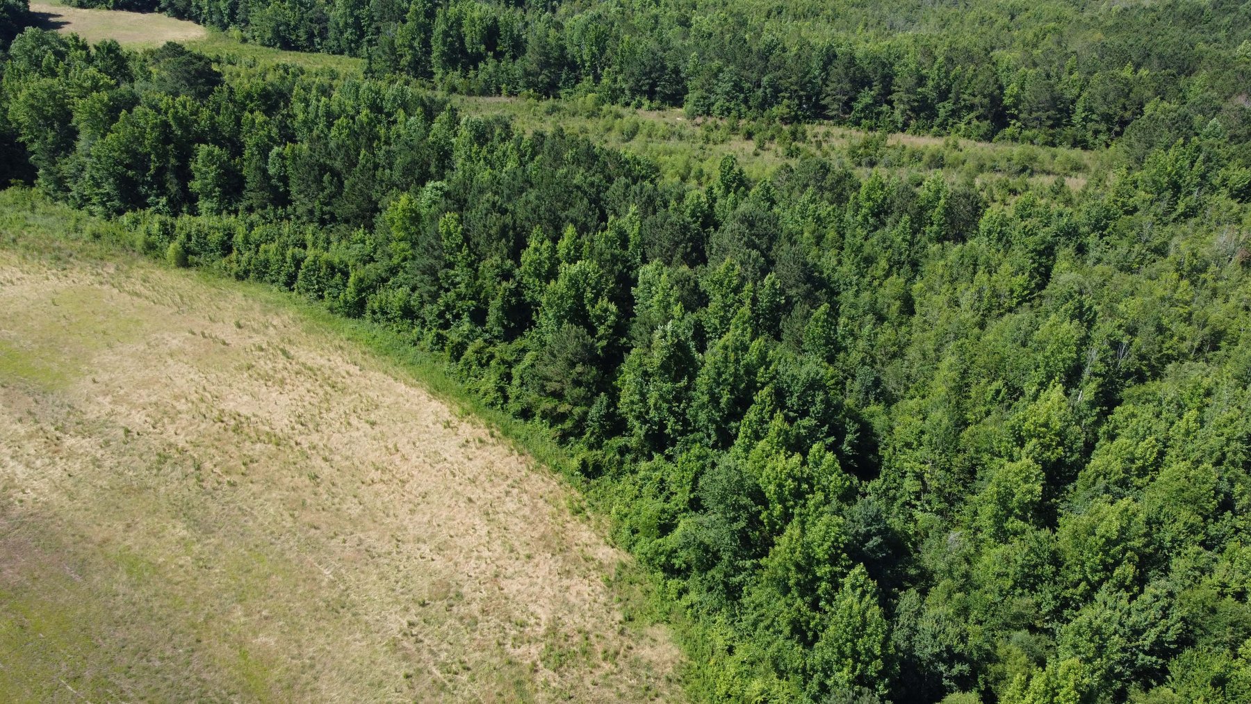Image for 75 plus acres in Sampson County!