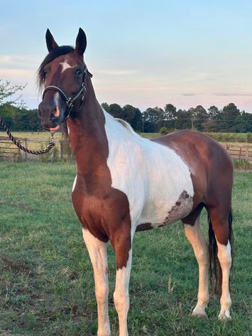 Image for Auction of 7 Horses!