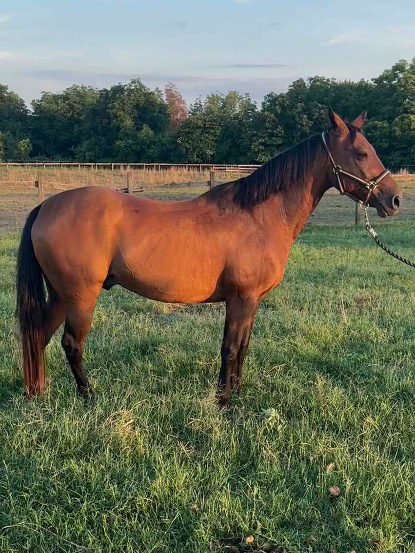 Image for Auction of 7 Horses!