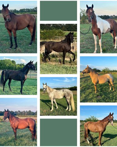 Image for Auction of 7 Horses!
