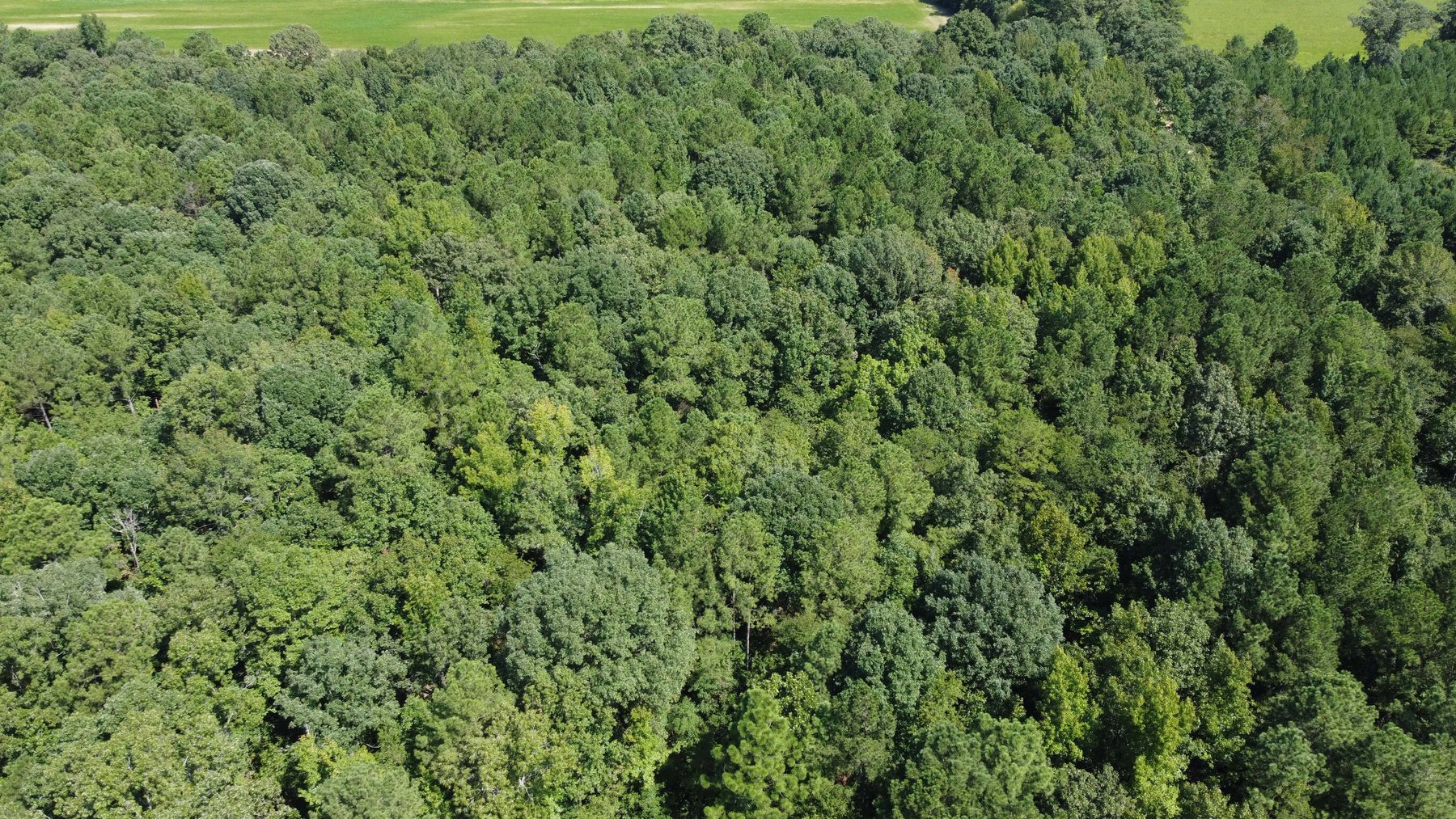 Image for 68+ Acres divided into 8 tracts being sold at Absolute Auction in Southern Harnett County!