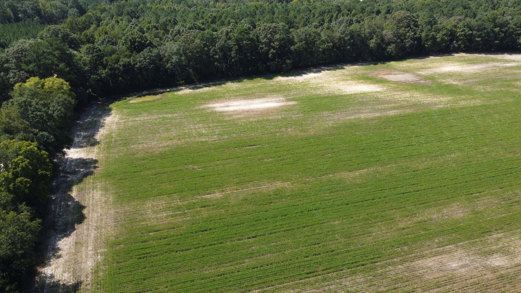 Image for 68+ Acres divided into 8 tracts being sold at Absolute Auction in Southern Harnett County!