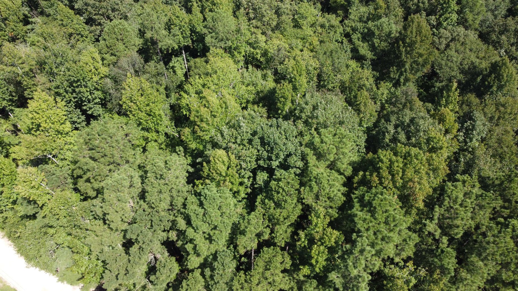 Image for 68+ Acres divided into 8 tracts being sold at Absolute Auction in Southern Harnett County!