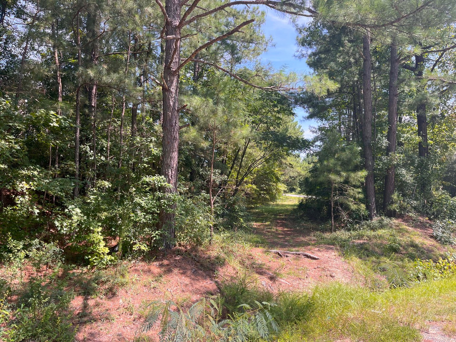 Image for 68+ Acres divided into 8 tracts being sold at Absolute Auction in Southern Harnett County!