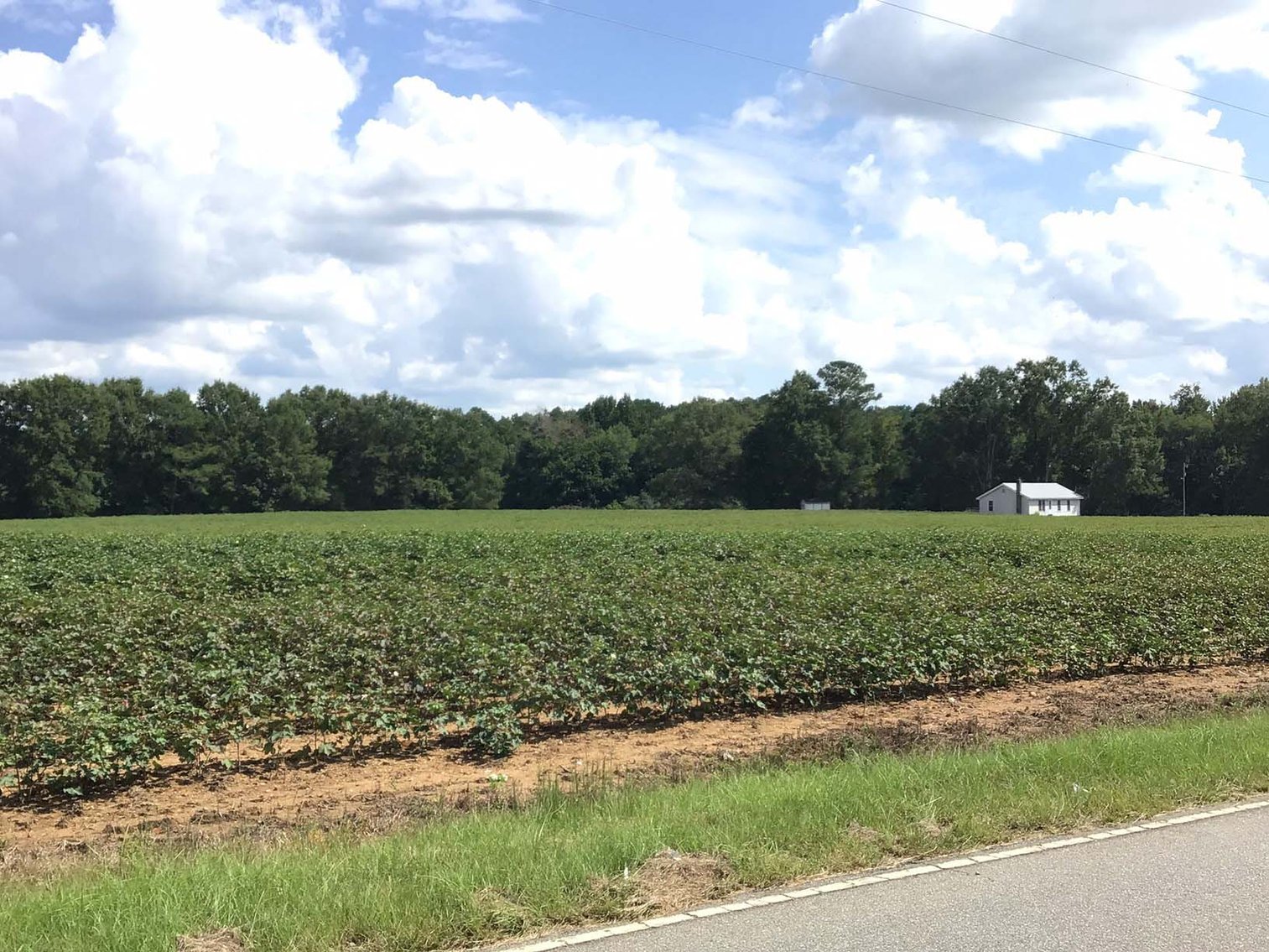 Image for 3 Homes, 48+/- acres divided into 9 tracts with Harnett County Water and Sewer! Live / Online / Simulcast Auction held at JP Headquarters!