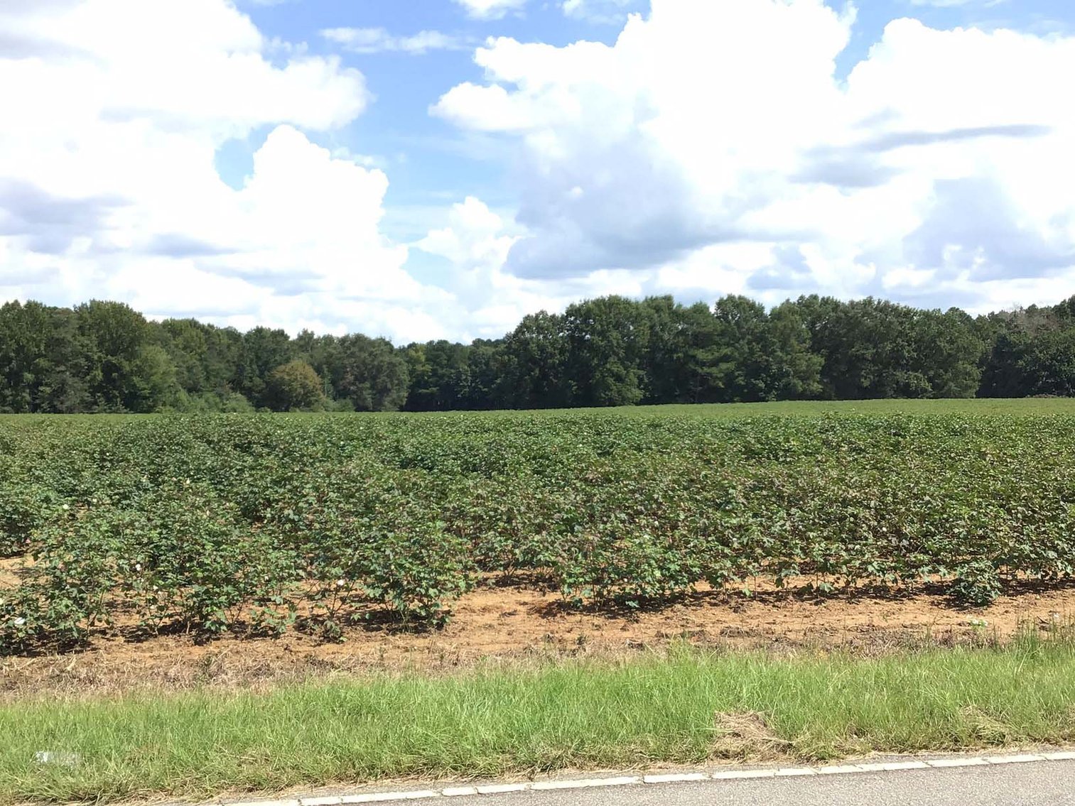 Image for 3 Homes, 48+/- acres divided into 9 tracts with Harnett County Water and Sewer! Live / Online / Simulcast Auction held at JP Headquarters!