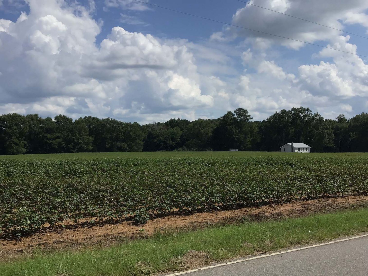 Image for 3 Homes, 48+/- acres divided into 9 tracts with Harnett County Water and Sewer! Live / Online / Simulcast Auction held at JP Headquarters!