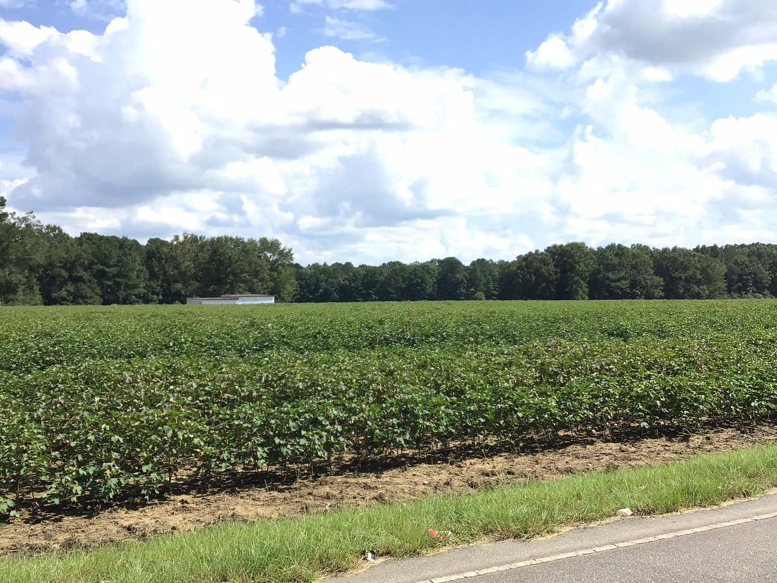 Image for 3 Homes, 48+/- acres divided into 9 tracts with Harnett County Water and Sewer! Live / Online / Simulcast Auction held at JP Headquarters!