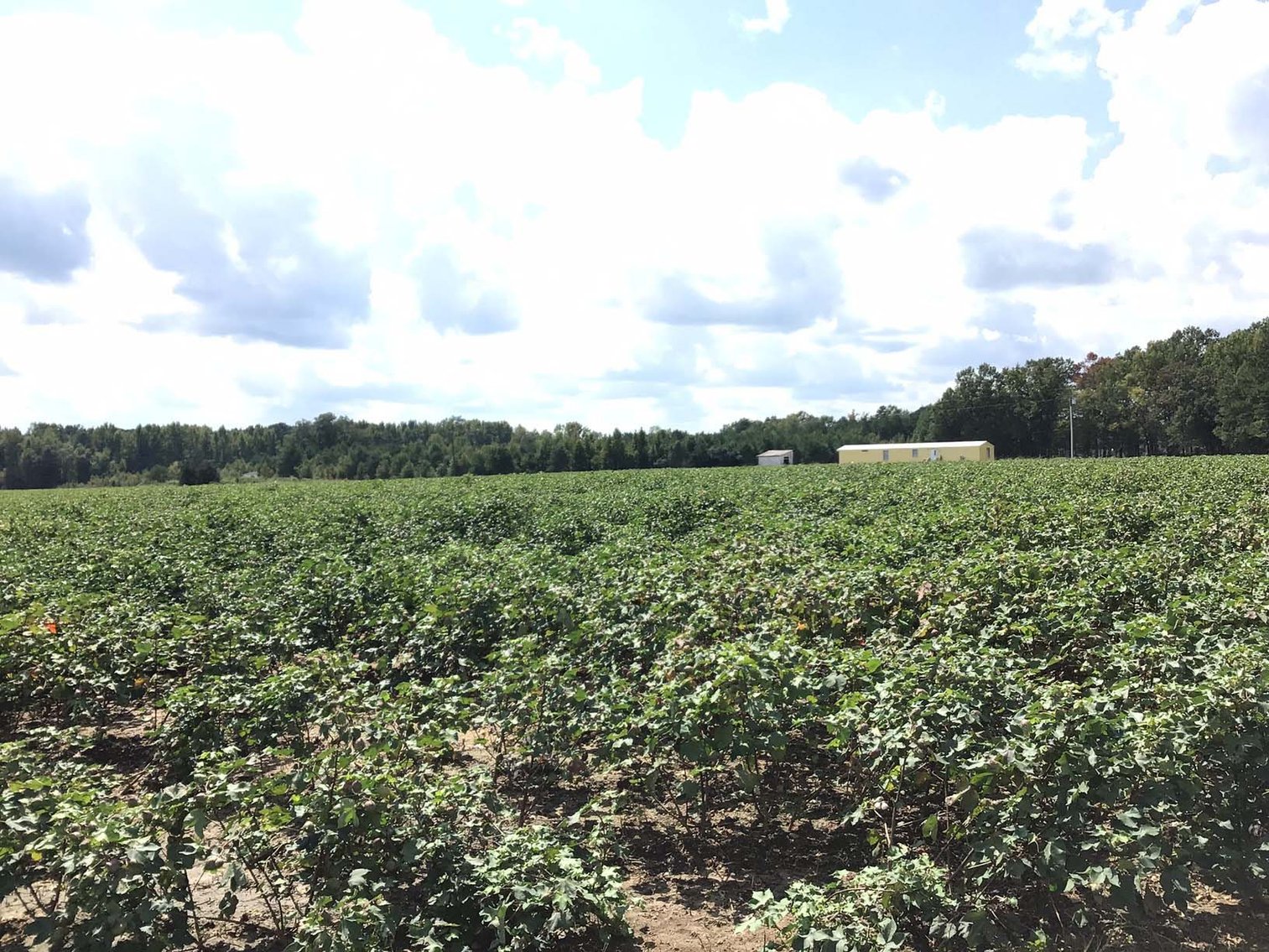 Image for 3 Homes, 48+/- acres divided into 9 tracts with Harnett County Water and Sewer! Live / Online / Simulcast Auction held at JP Headquarters!