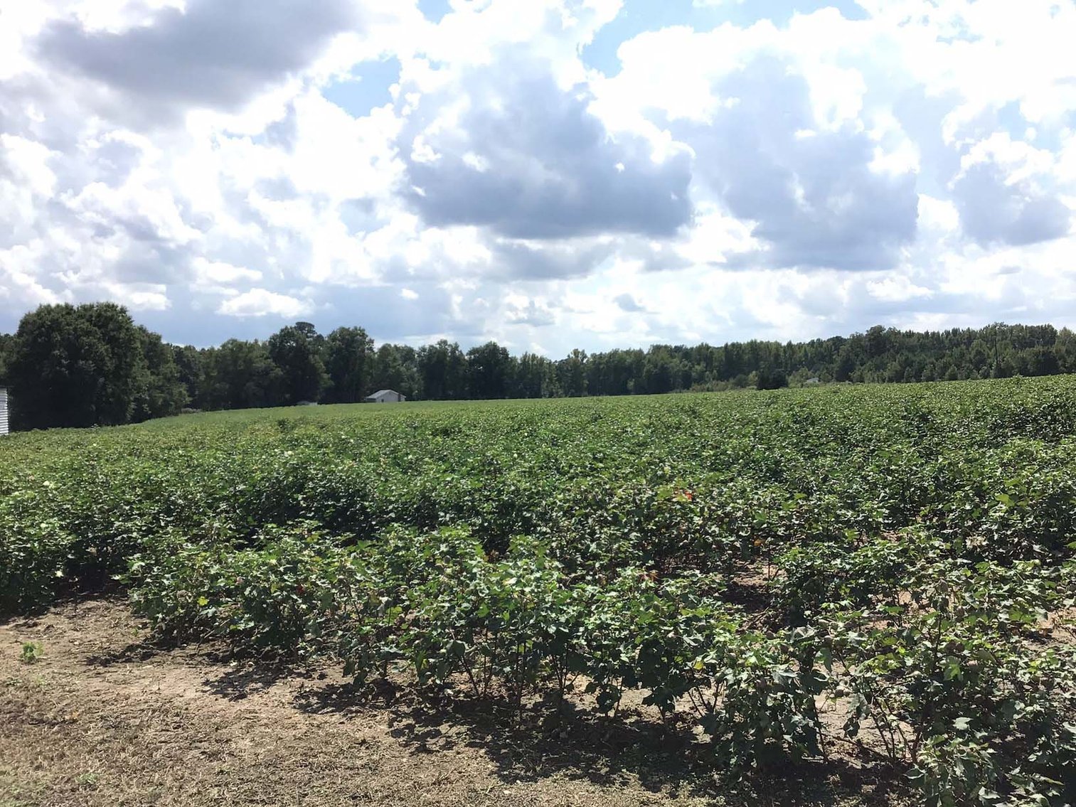 Image for 3 Homes, 48+/- acres divided into 9 tracts with Harnett County Water and Sewer! Live / Online / Simulcast Auction held at JP Headquarters!