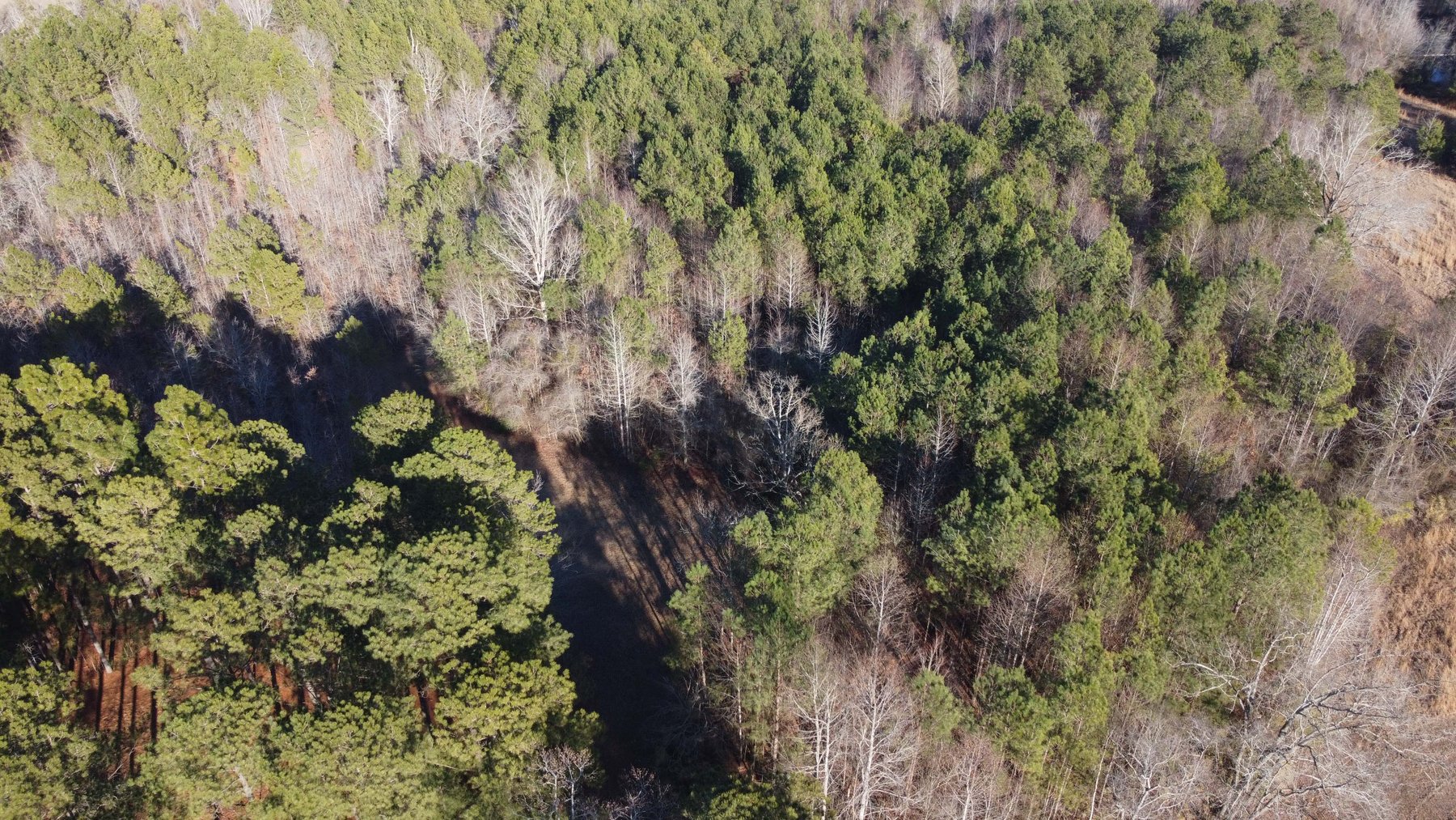 Image for 46+ Acres Divided into 9 tracts, a Super Home with over 2 acres in Harnett County, NC!  Online / Live / Simulcast Auction Held at the JP Headquarters in Angier!
