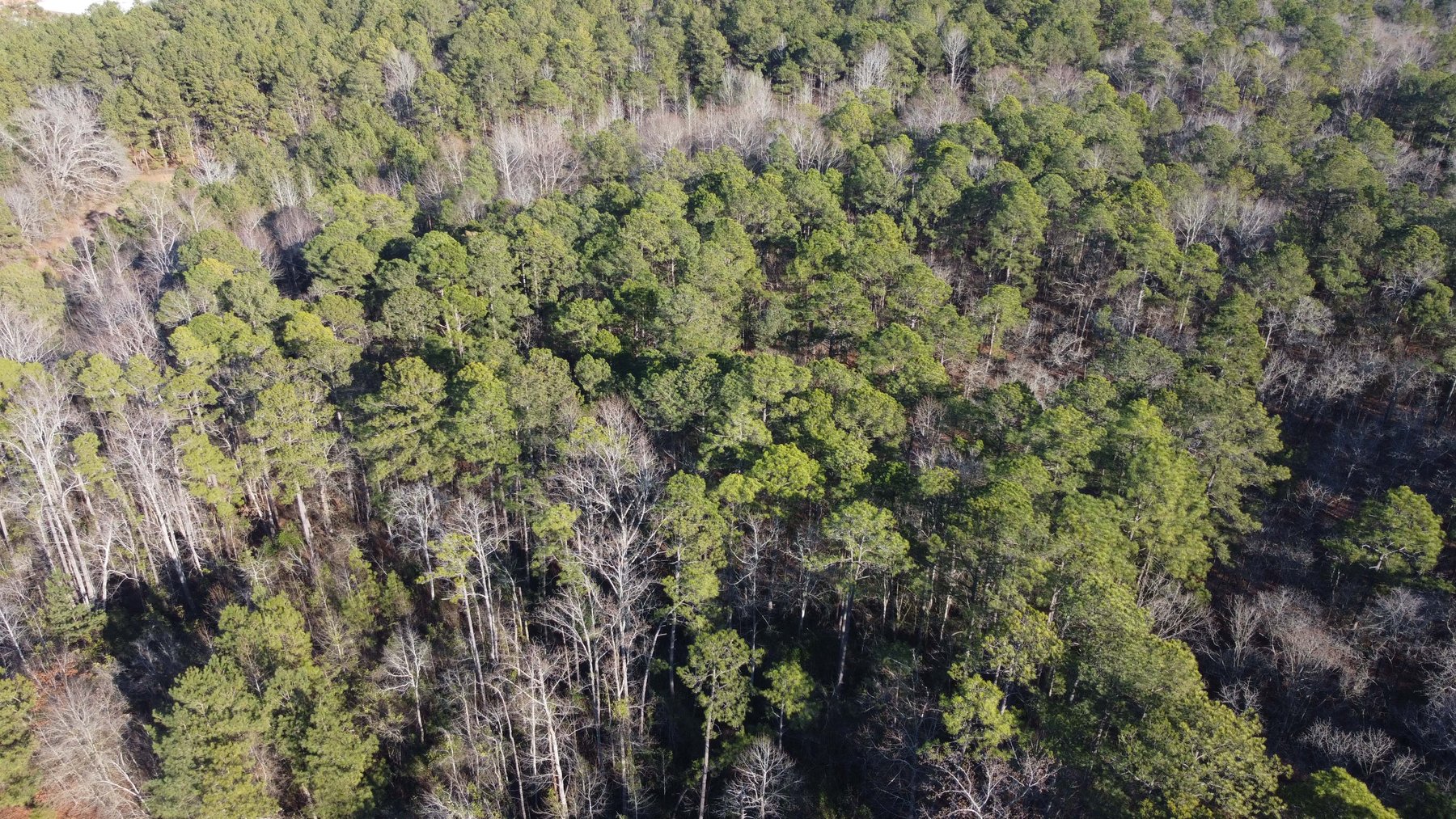 Image for 46+ Acres Divided into 9 tracts, a Super Home with over 2 acres in Harnett County, NC!  Online / Live / Simulcast Auction Held at the JP Headquarters in Angier!